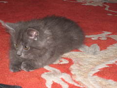 Chez Ollie - The Not My Cats of many colours edition - All welcome