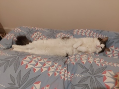 Please post cute pictures and tell me about your cats.