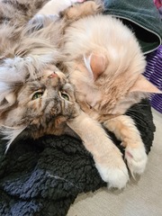 Maine coon decision today!