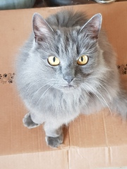 Tell me the colour of your cats eyes