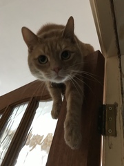 Indoor cat - her choice
