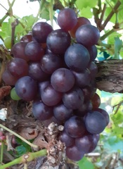 Our Girl Thread 61 "Our Girl, Soldier Soldier and The Musketeers Revisited"