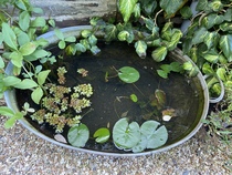 Has anyone ever actually successfully made a micro-pond?