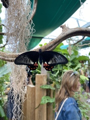 Would I July to you August Frugaleers