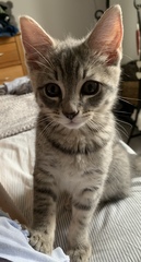 Who is being unreasonable? Found a kitten in garden.