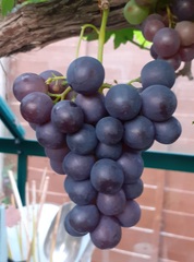 Our Girl Thread 61 "Our Girl, Soldier Soldier and The Musketeers Revisited"