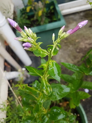 What is this single stem multi pink flowered plant?