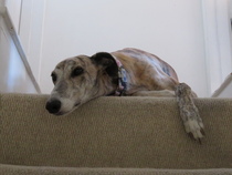 Pointy hound owners please assemble!