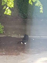 Cat faeces - can I ask owner to come and clear it up?