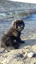 Why do you have the breed of dog that you have?