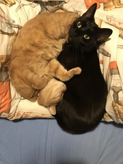 Cat Refuses To Eat Kidney Prescription Food