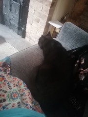 Bringing a new cat home - advice appreciated