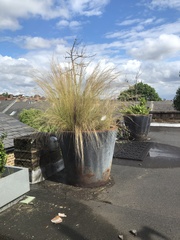 Planting on neglected roof terrace
