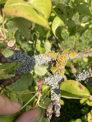 Pear Tree - only two tiny pears