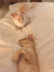 No cats in bedrooms