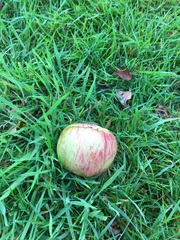 Apple tree help