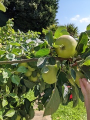 Apple tree