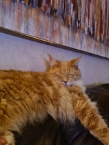Maine coon decision today!
