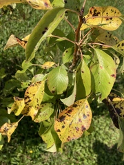 Pear Tree - only two tiny pears
