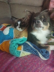 If you have a chihuahua...