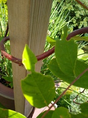 So what are earwigs FOR? Anyone know?