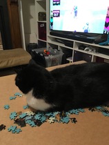 To think my cat is faulty?