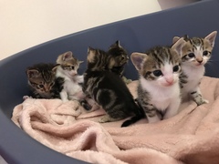 Newborn kittens arrived today!
