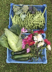 Allotment/Veg patch Thread 17 - onwards and upwards