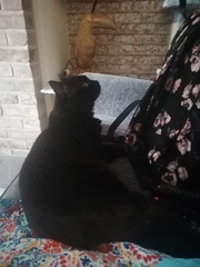 Bringing a new cat home - advice appreciated