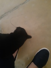 Little stray puma trying to take me down