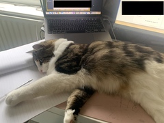 Cats. Why do they do this ?