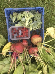 Allotment/Veg patch Thread 17 - onwards and upwards