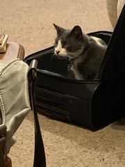 To think my cat is faulty?