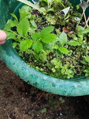 What is this single stem multi pink flowered plant?