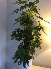 Come and see my amazing houseplant bargain I got today!!