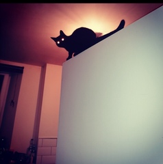 Cats in precarious positions