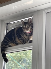 Chez Ollie - "Give me your tired, your paw, your purring masses..." - All welcome