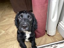 Puppy Survival Thread - August