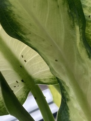 What are these bugs on my Dieffenbachia?