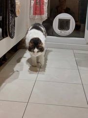 Sad limping cat