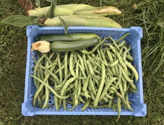 Allotment/Veg patch Thread 17 - onwards and upwards