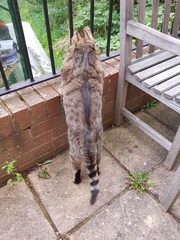 Thug cat part 4.  After all, it's not my Axminster.