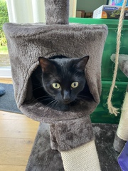 Why does my cat…
