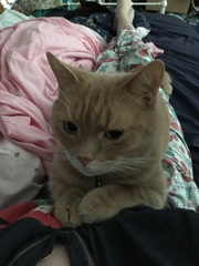 Chez Ollie - The Not My Cats of many colours edition - All welcome