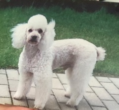 Small or medium dog - mini/toy poodle, bichon, maltese or westie?