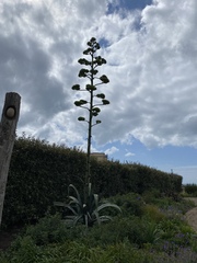 Plant identification help