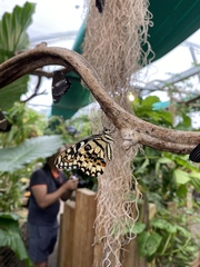 Would I July to you August Frugaleers