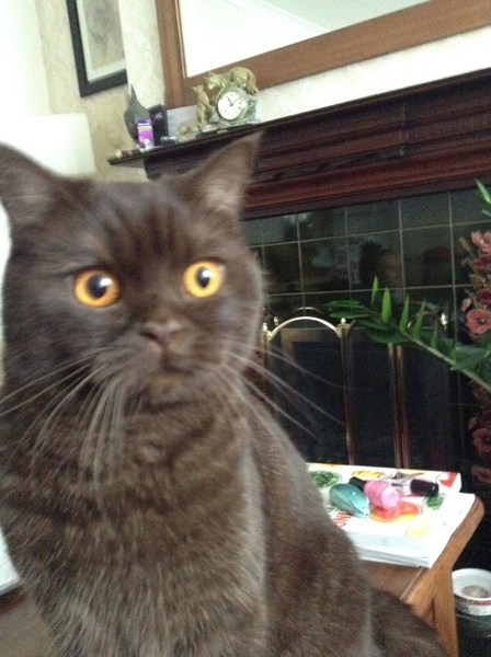 Fleas treatment for indoor cats