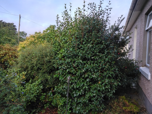 Pruning advice, especially rhododendron, photo included.