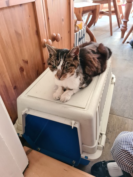 Stray cat. Thyroid. Costs